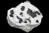 Gerastos, Cyphaspis, & Platyscutellum Trilobite Cluster #106980-5